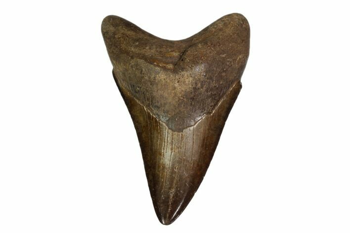 Bargain, Fossil Megalodon Tooth - Georgia #149393